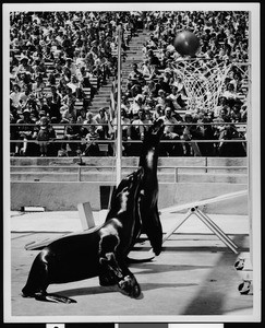 Two sea lions playing basketball at Marineland of the Pacific in Palos Verdes, ca. 1960