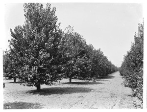 Looking down a long aisle between rows of trees in an cherry orchard, Toluca, California