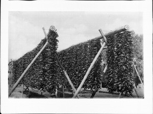 Chili peppers hanging in bunches from racks, 1910