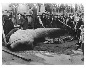 Men standing on and around a 32-foot long shark caught by Peter Borcich in San Pedro, ca.1885