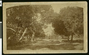 Harmon Gymnasium at the University of California, Berkeley, seen from down a road and obscured by trees, 1879