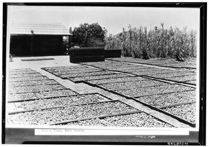 Drying figs, Kern County, June 22, 1928