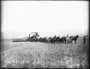 24-horse harvester in the field, Hemet, Riverside County, ca.1890-1900