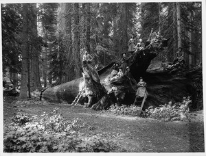 Group of people sitting on the fallen General Johnson Big Tree in Mariposa Grove in Yosemite National Park, ca.1900