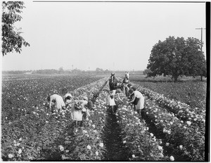 A group of women picking flowers from a rose garden in a field of roses