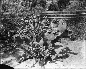 Close-up of a large cactus (Finus Indies) heavily laden with fruit, ca.1920