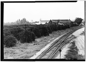 Glendora Lemon Growers Association packing house, February 27, 1931