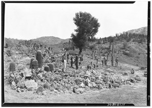 View of men examining the plants in a cactus garden or botanical garden on a desert hill, October, 1928