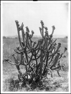 Large cactus (Opuntei Prolifera) growing in a field of scrub grass, ca.1920