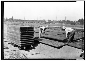 Drying apricots in the sun at E.P. Leone Fruit Company, Van Nuys and Sherman Way, Van Nuys, July 31, 1929