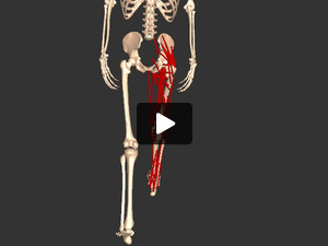 Animation of a hip flexion