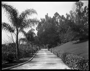 Driveway, Doheny Ranch, near Doheny Road, Beverly Hills, Calif., ca. 1915-1930s?