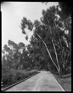 Driveway, Doheny Ranch, near Doheny Road, Beverly Hills, Calif., ca. 1915-1930s?