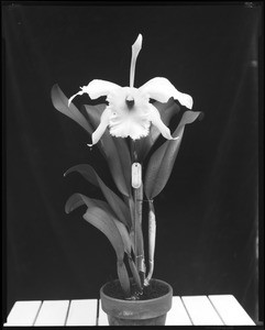 Brasso-cattleya carmen orchid, Los Angeles?, Calif., 1913?-1930s?