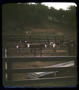Cattle in a pen, Milner ranch?, Calif., ca. 1950s — Calisphere