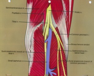 Illustration of right knee, posterior view, showing muscles, tendon, artery, nerves and vein