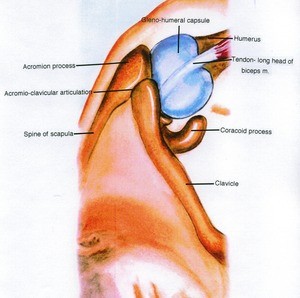 Illustration of the left shoulder, superior view, showing the tendon of the long head of the biceps brachii and the bone structure of the glenohumeral joint