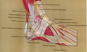 Illustration of dissection of the right ankle, lateral view, emphasizing the dorsal musculature and its innervation