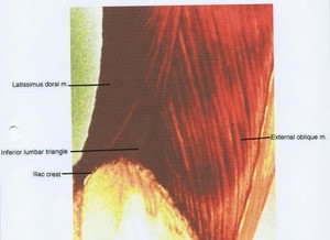 Illustration of right abdominal and lower back muscles, lateral view