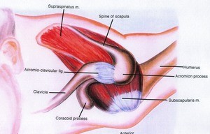 Illustration of the left rotator cuff, superior view, showing bones, ligaments, and muscles