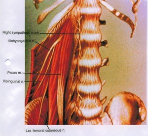 Illustration of posterior abdominal wall, internal view, showing muscles and nerves