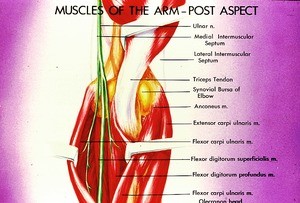 Illustration of muscles of the right arm, forearm, wrist, hand and fingers, posterior aspect