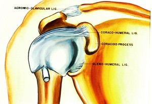 Illustration of diagram of anterior view of right gleno-humeral joint laid bare of muscles