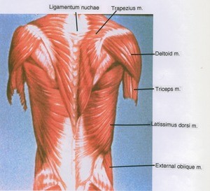 Illustration of dissection of back, showing the major muscle groups