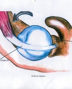 Illustration of the left glenohumeral joint, superior view, showing the relationship between the head of the humerus, biceps brachii tendon, and glenoid cavity during external rotation