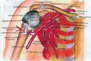 Illustration of dissection of the right axilla, anterior view, emphasizing the major branches of the axillary artery, the pectoralis minor muscle has been cut and reflected