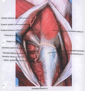 Illustration of dissection of the right gluteal region, posterolateral view, with the gluteus maximus muscle cut and retracted