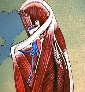 Illustration of dissection of the left inguinal region and upper thigh, anterior view, showing bone structure, muscles, and major blood vessels