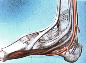 Illustration of dissected right ankle, medial view, emphasizing long dorsiflexor and plantar flexor tendons, as well as posterior tibial artery and tibial nerve