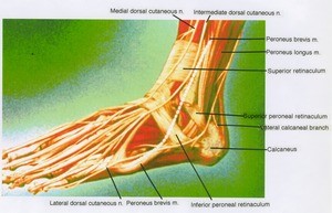 Illustration of dissection of the left ankle showing significant nerves, muscles and ligaments