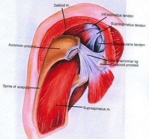 Illustration of the right rotator cuff, lateral view, showing bones, ligaments, and muscles