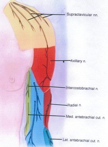 Illustration of cutaneous nerve supply of arm