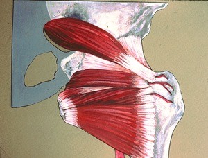 Illustration of posterior view of right hip, emphasizing piriformis m., sup. & inf. gemelli mm., and quadratus femoris m. & their attachments