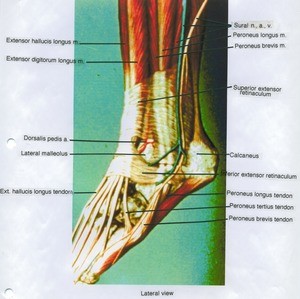 Illustration of dissection of the left ankle and dorsal foot, lateral view, showing superficial musculature, nerves and vasculature