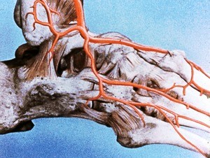 Illustration of bones and ligaments of right ankle and foot, including arteries, lateral view