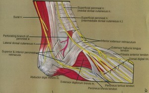 Illustration of dissection of right ankle and dorsum of foot, anterolateral view, emphasizing the superficial nerves overlying the musculature