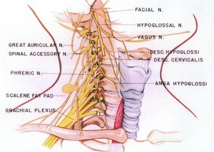 Illustration of dissection of the neck, right lateral view, showing the cervical nerve roots and some of the cranial nerves