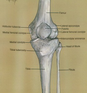 Illustration of left knee, anterior view, showing bones