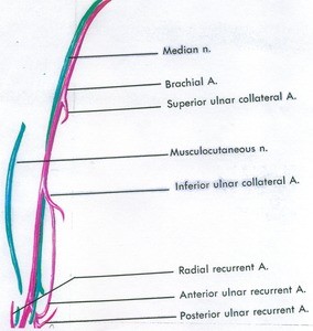 Illustration of the major arteries and nerves of the right arm, anterior view
