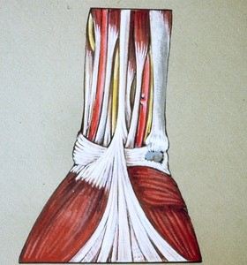 Illustration of dissected right right wrist and hand, palmar surface, showing the palmar aponeurosis, thenar and hypothenar muscles, flexor retinaculum and subjacent arterial and nerve supply to hand, as well as tendons extending from the forearm into the hand