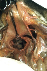 Natural color photograph of dissection of the pelvic cavity, superior view, showing the viscera and associated mesentery