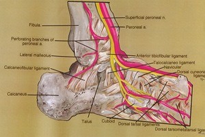 Illustration of dissection of the right ankle, emphasizing bones, ligaments, and overlying neurovasculature