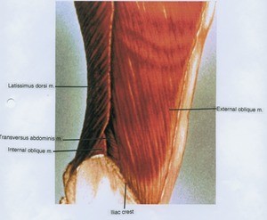 Illustration of right abdominal and lower back muscles, lateral view