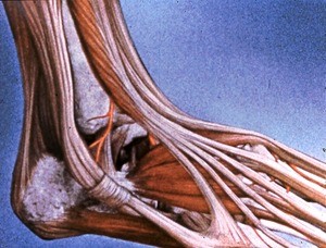 Illustration of dissection of right ankle and dorsum of right foot, lateral view