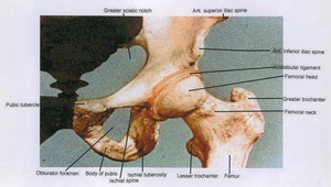 Illustration of left hip joint, anterior view, showing bones and ligament