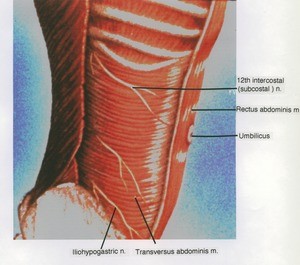 Illustration of dissection of the right abdominal wall, external and internal obliques and rectus sheath removed, showing the rectus abdominis muscle, transversus abdominis muscle and overlying nerves, lateral view